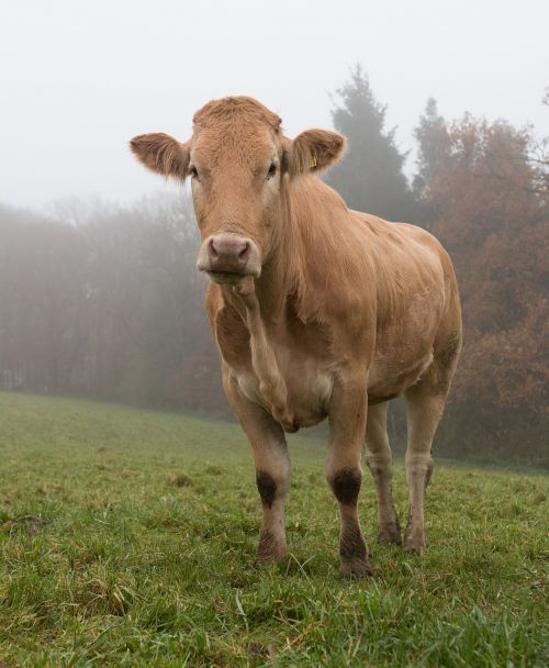 cow meadow forest