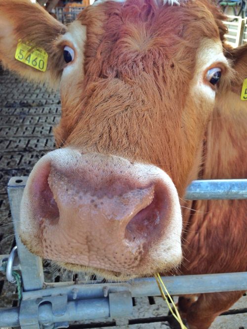 cow snout nose
