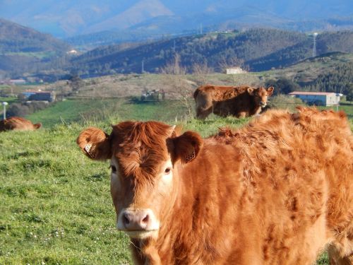 cow meadows nature