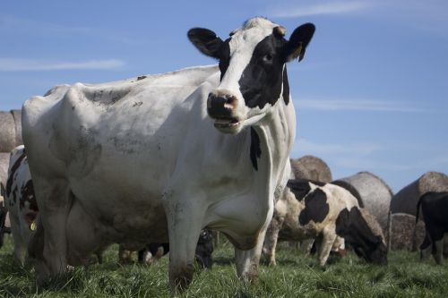 cow nature farm