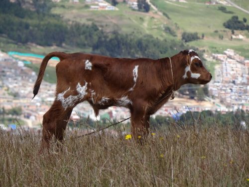 cow steer standing