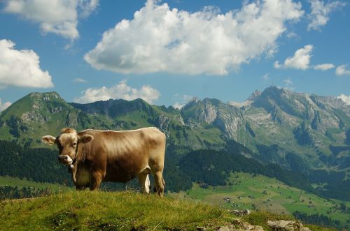 cow view säntis