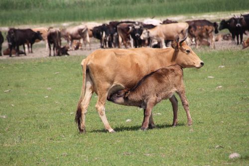 cow nature animal