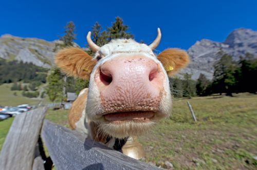 cow nose animal