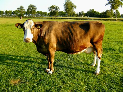 cow agriculture pasture