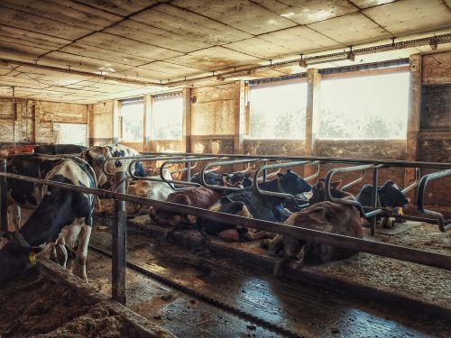 cow cowshed cows