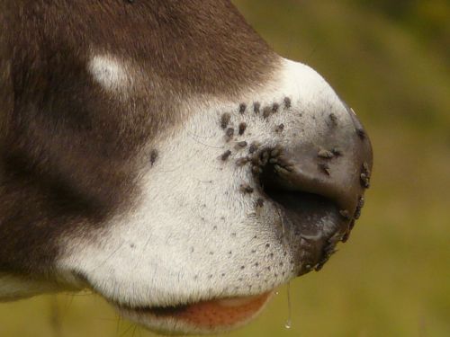 cow snout fly