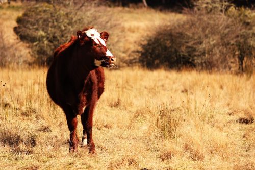 cow farm field