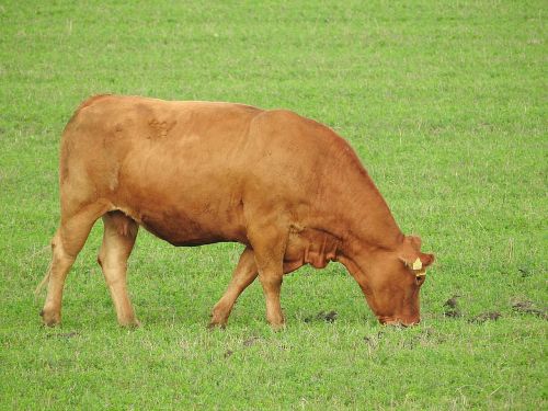 cow pasture graze