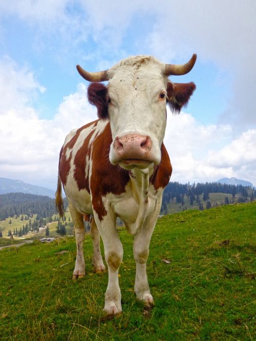 cow nature mountain