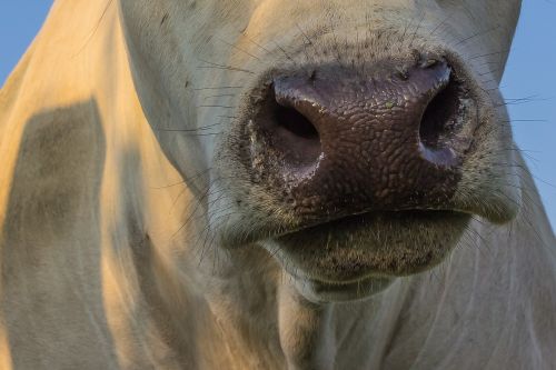cow snout nose