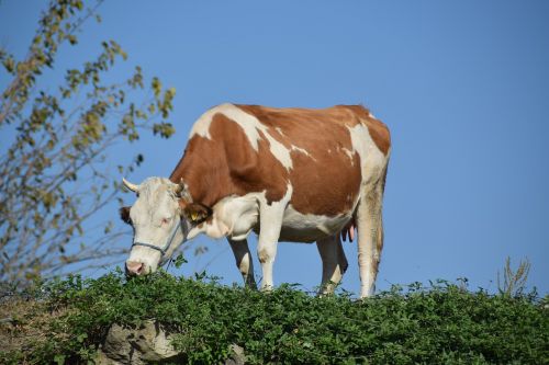 cow nature animal