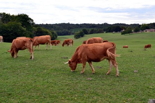 cow herd pasture