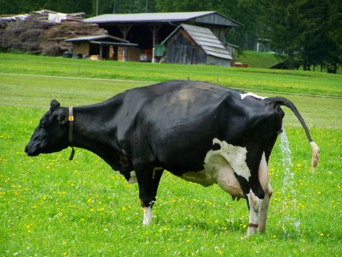 cow black and white cattle