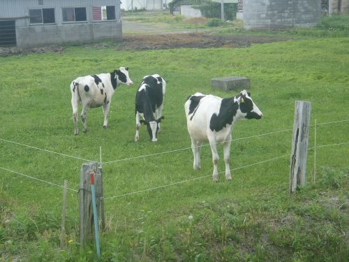 cow cattle holstein