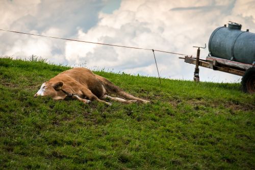 cow pasture sleep