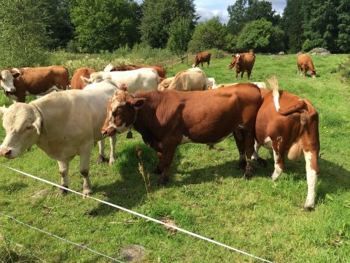 cows bulls pasture