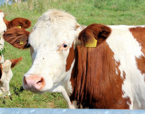 cow roan cattle