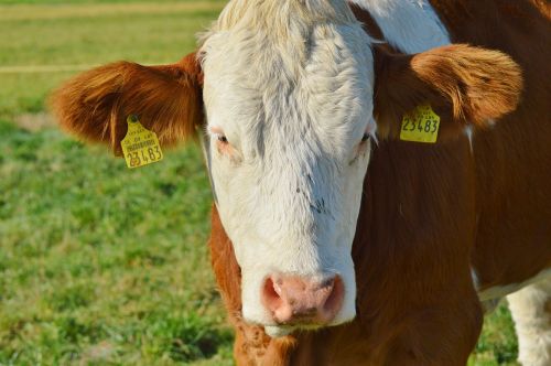 cow animal beef