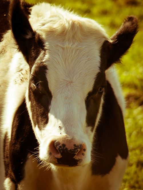 cow meadow pasture