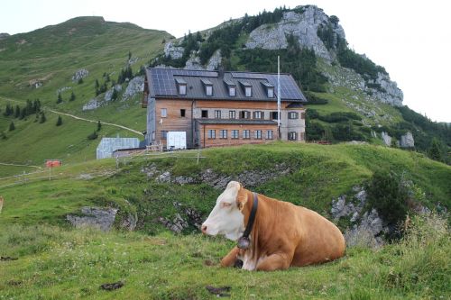 cow rotwandhaus mountains