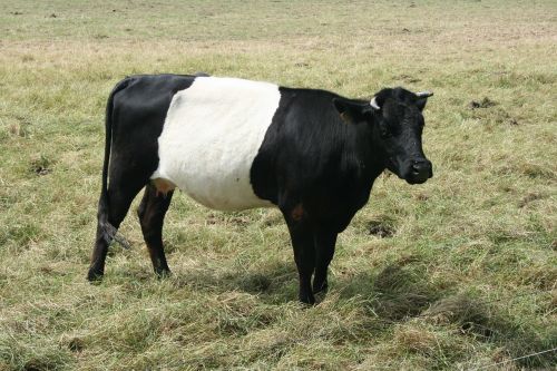 cow lakenvelder animal husbandry