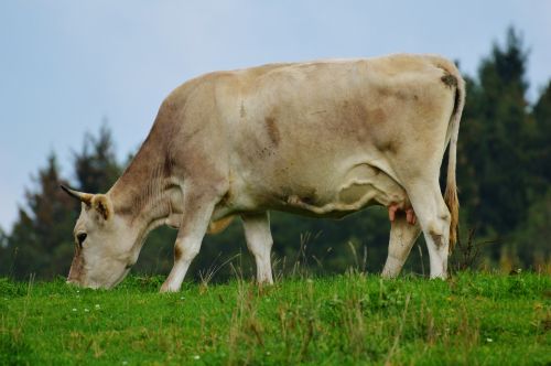 cow allgäu cute