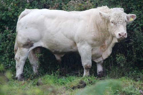 cow bovine farm