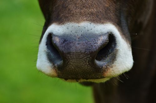 cow nose animal