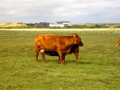 cow cows animal