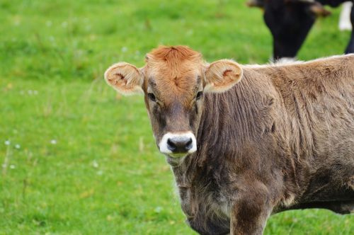 cow allgäu cows