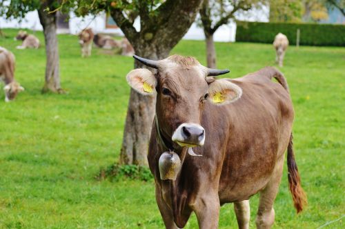 cow allgäu cows