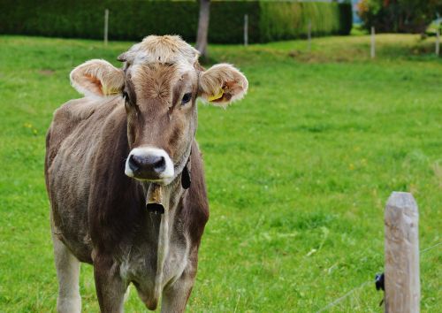 cow allgäu cows