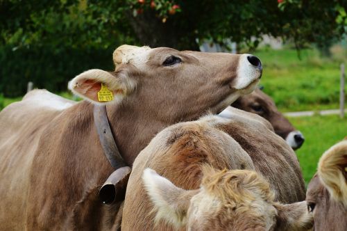 cow allgäu cows