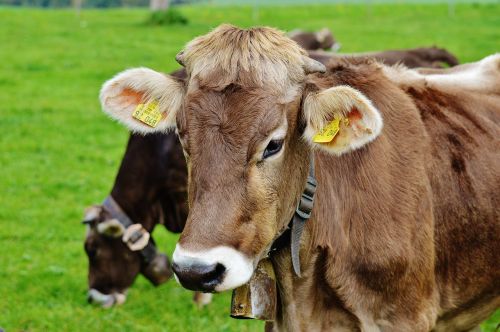 cow allgäu cows