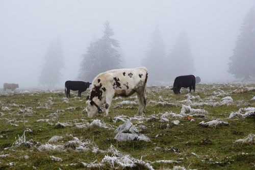 cow pasture winter