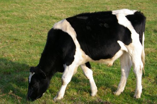 cow farm animal