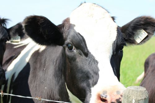 Cow Black And White