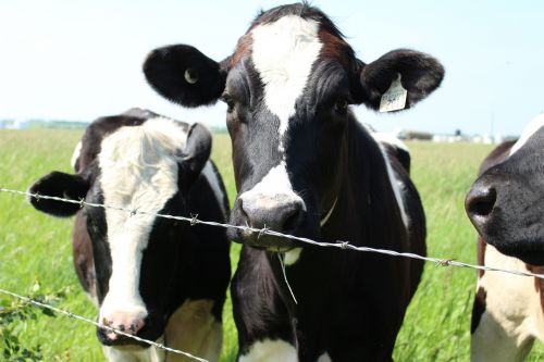 Cow Black And White