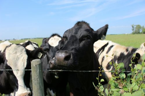 Cow Black And White