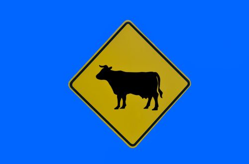 Cow Crossing Sign