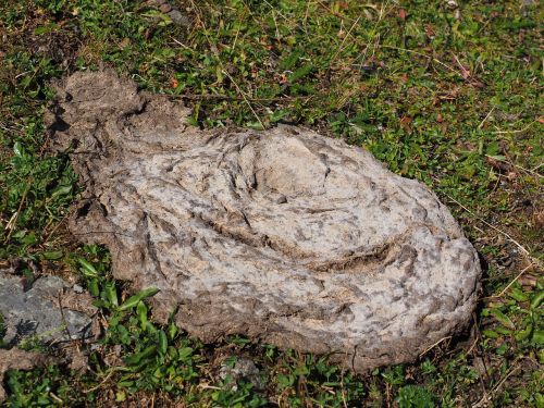 cow dung flat bread dung