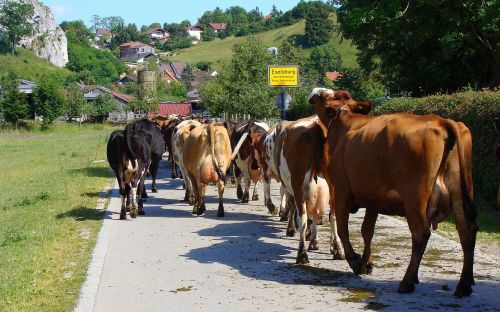cow herd eselsburg eselsburg valley