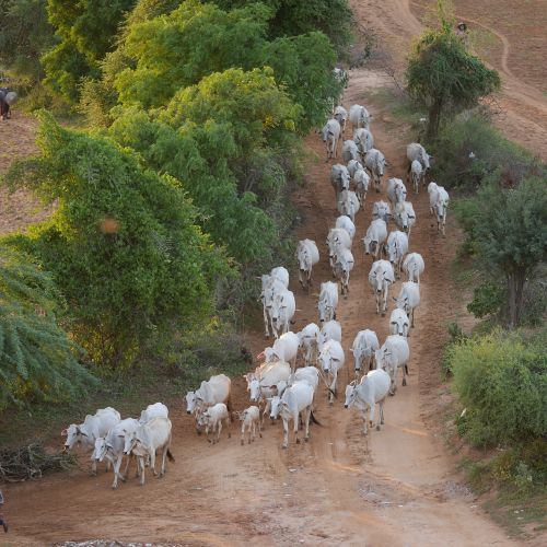 cow herd cows flock