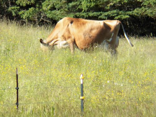 Cow In A Field