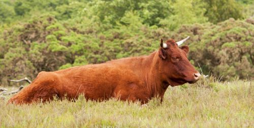 Cow In Close-up