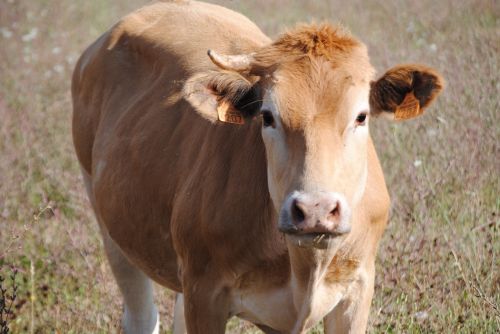 cow in field cow field