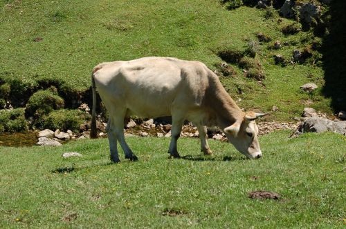 cow in the meadow covadonga summer