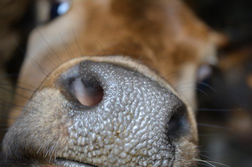 cow nose  cow head  cow