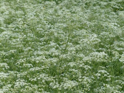 cow parsley blossom bloom